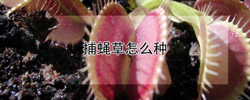 捕蝇草怎么种（捕蝇草怎么种种子）