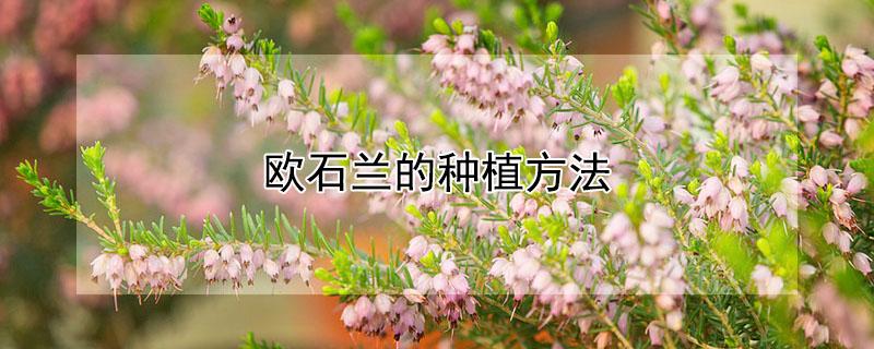 欧石兰的种植方法（欧石兰的种植方法视频）