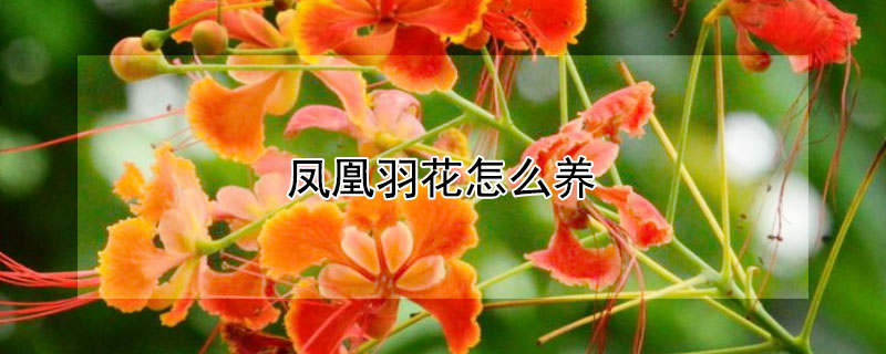凤凰羽花怎么养 凤凰羽花的寓意和象征