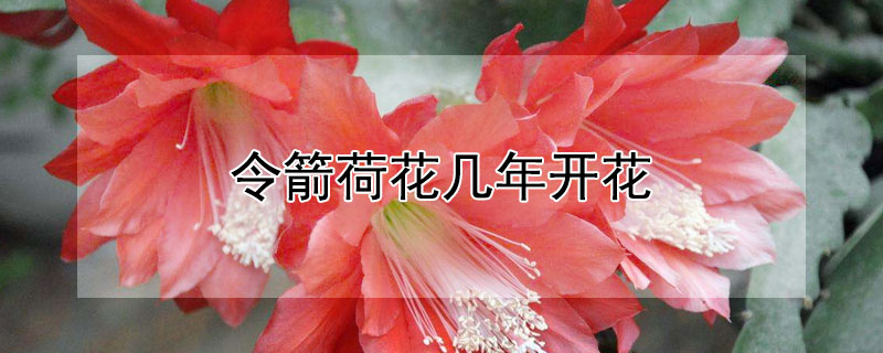 令箭荷花几年开花（令箭荷花花期）