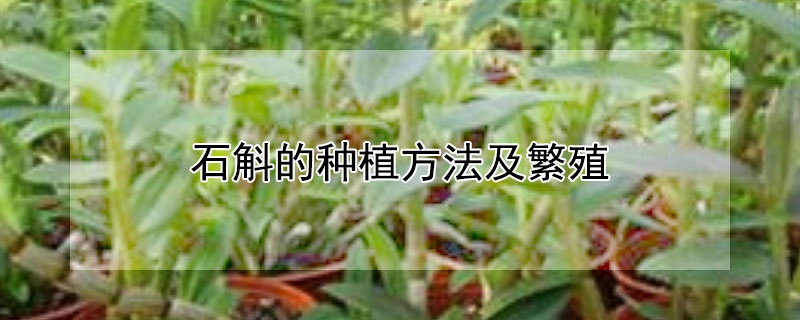 石斛的种植方法及繁殖 石斛的种植方法及繁殖方法棒节