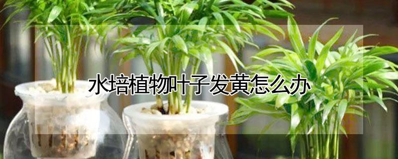 水培植物叶子发黄怎么办（水里加什么绿萝会疯长）
