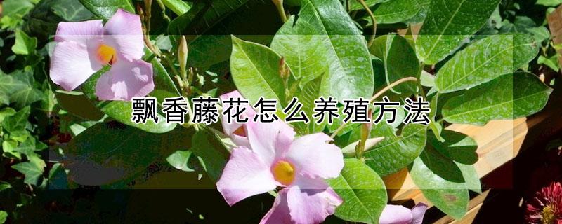 飘香藤花怎么养殖方法（飘香藤用大盆还是小盆栽种好）