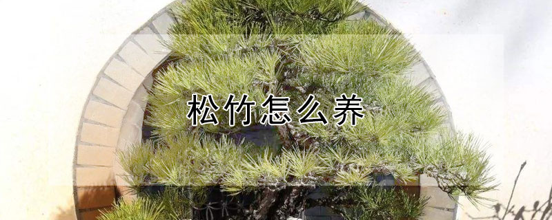 松竹怎么养（松竹怎么养它喜欢水吗）