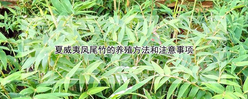夏威夷凤尾竹的养殖方法和注意事项（夏威夷凤尾竹的养殖方法和注意事项有哪些）