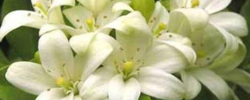 芸香花怎么养 芸香花养护视频