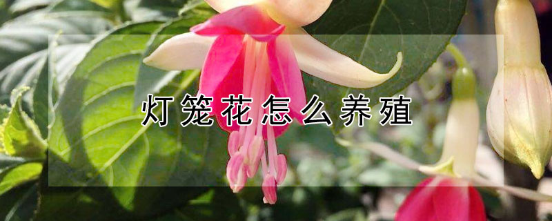 灯笼花怎么养殖（灯笼花怎么养殖方法）