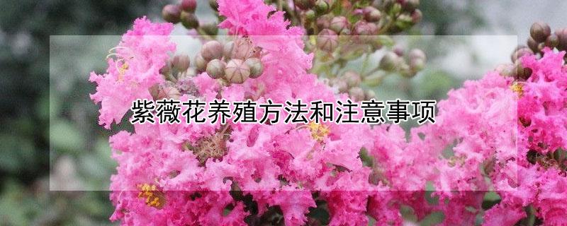 紫薇花养殖方法和注意事项 紫薇花养殖方法和注意事项图片