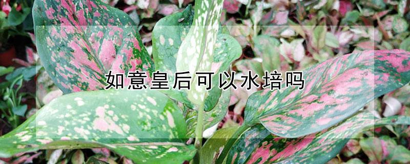如意皇后可以水培吗（如意皇后水培植物怎么养）