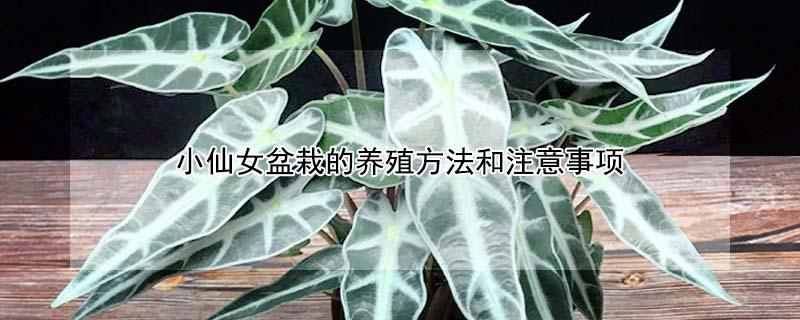小仙女盆栽的养殖方法和注意事项（小仙女盆栽的养殖方法和注意事项有哪些）
