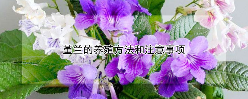 堇兰的养殖方法和注意事项（堇兰的养殖方法和注意事项视频）