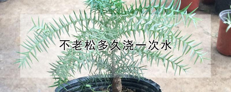 不老松多久浇一次水（不老松多长时间浇一次水）