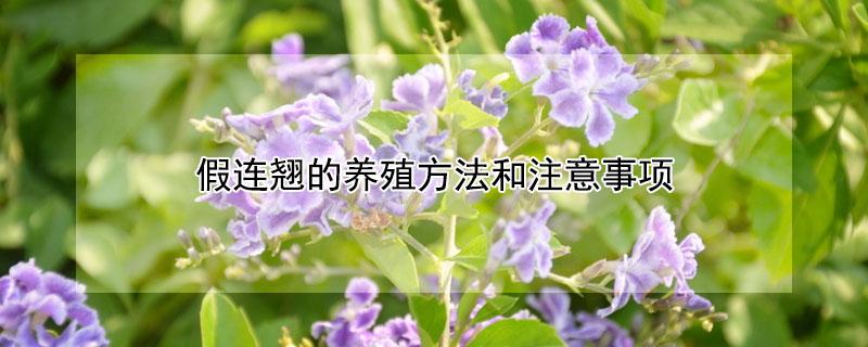 假连翘的养殖方法和注意事项 假连翘花的养殖方法和注意事项