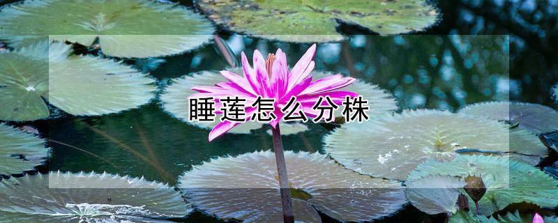 睡莲怎么分株（睡莲的种法）