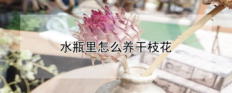 水瓶里怎么养干枝花 怎么用水瓶养花