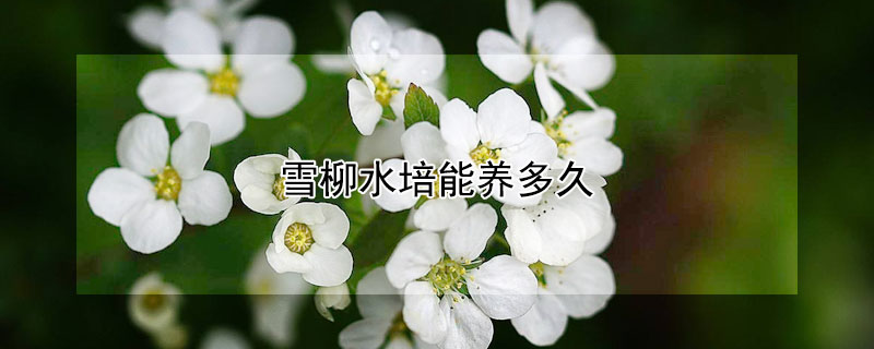 雪柳水培能养多久 雪柳水培能养多久发芽