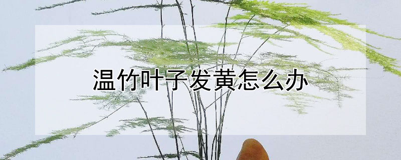温竹叶子发黄怎么办 温竹叶子发黄怎么办?