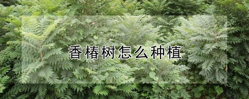 香椿树怎么种植 香椿树怎么种植树枝