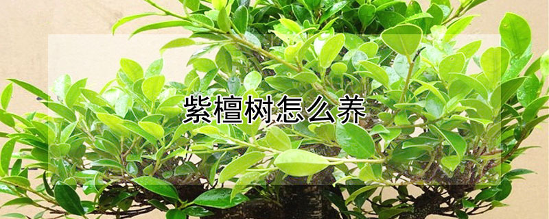 紫檀树怎么养 紫檀树怎么养才快长大