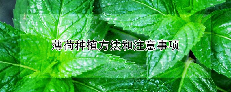 薄荷种植方法和注意事项（家里为什么不能种薄荷）