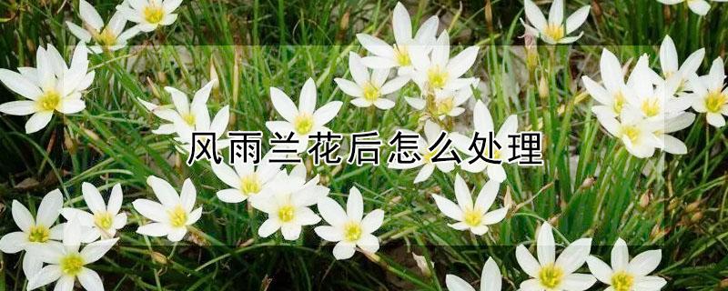 风雨兰花后怎么处理（风雨兰 花后）