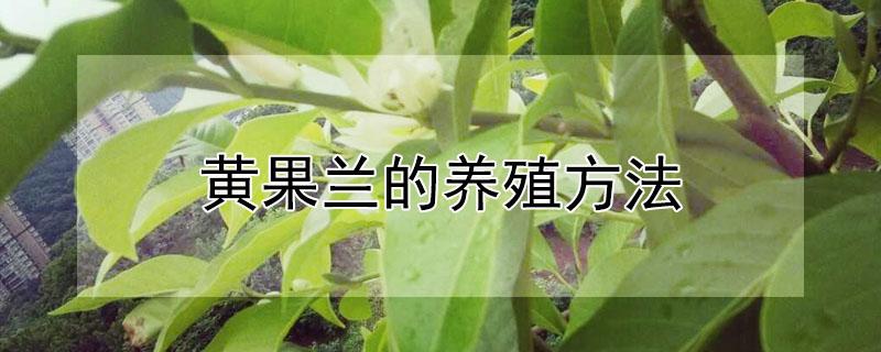 黄果兰的养殖方法（黄果兰的养殖方法和管理）
