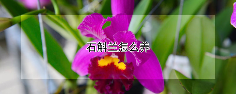 石斛兰怎么养 红泼墨石斛兰怎么养