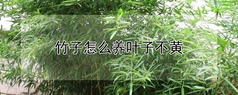竹子怎么养叶子不黄 竹子怎么养叶子不黄色
