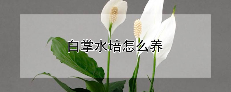 白掌水培怎么养（白掌水培怎么养殖）