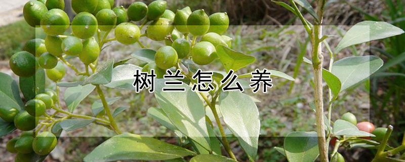 树兰怎么养 树兰怎么养殖