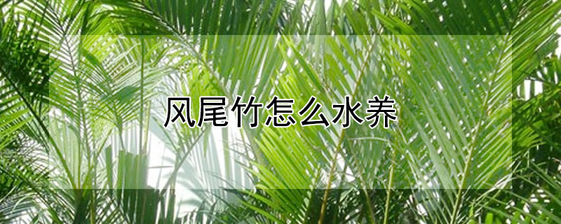 风尾竹怎么水养（风尾竹怎么水养才旺盛）