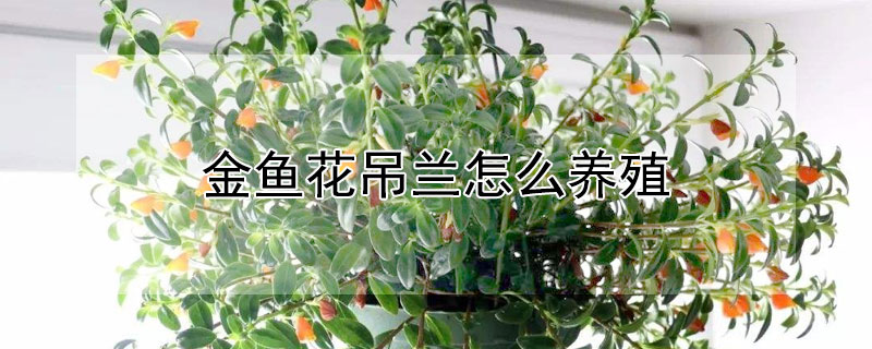 金鱼花吊兰怎么养殖 金鱼花吊兰怎么养殖的