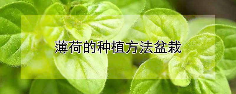 薄荷的种植方法盆栽 薄荷的种植方法盆栽视频
