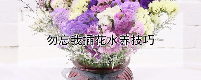 勿忘我插花水养技巧 勿忘我插花怎么养