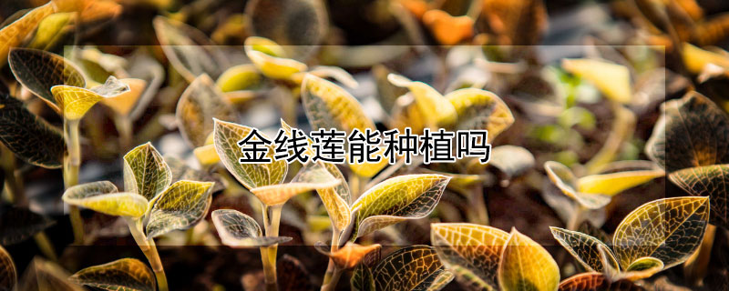 金线莲能种植吗（金线莲北方可以种植吗）