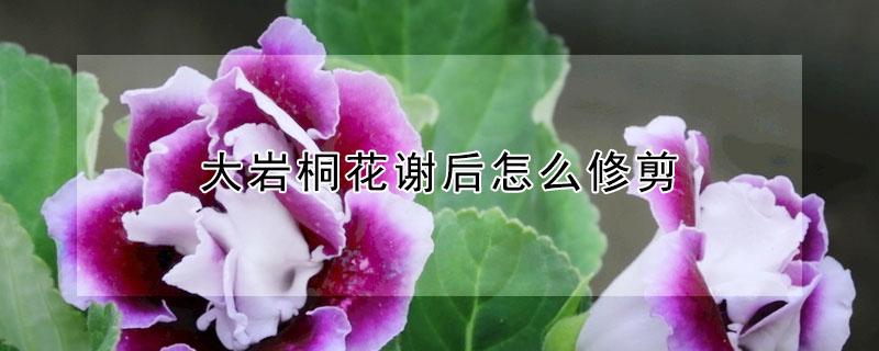 大岩桐花谢后怎么修剪（大岩桐花败后如何修剪）
