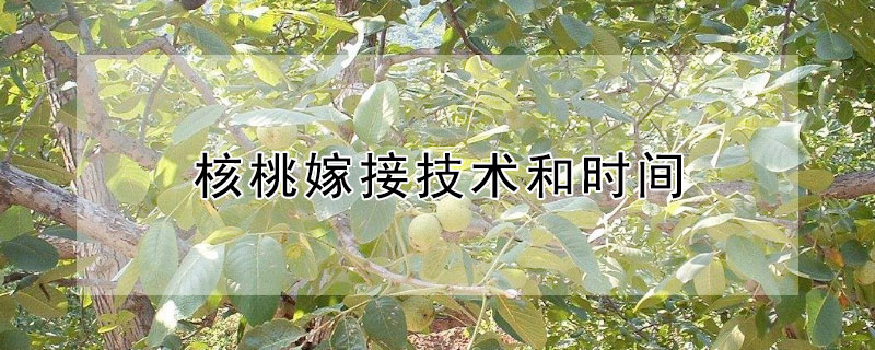 核桃嫁接技术和时间（核桃嫁接技术和时间视频教程）