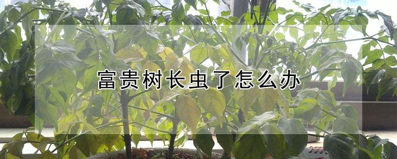 富贵树长虫了怎么办（富贵树生虫打什么药）