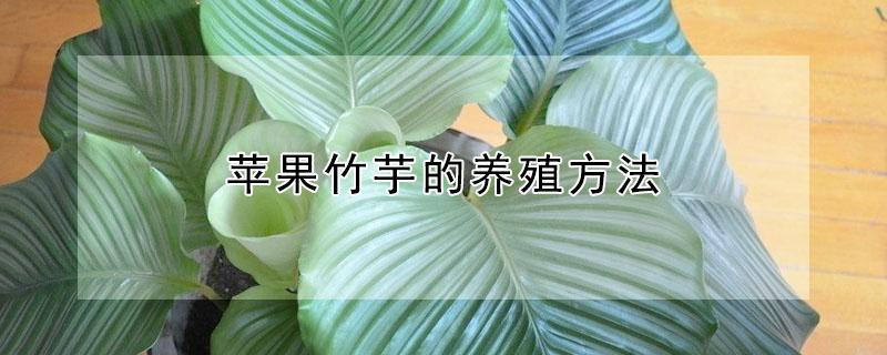 苹果竹芋的养殖方法（苹果竹芋的养殖方法和技术）