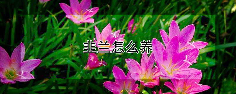 韭兰怎么养 韭兰怎么养才能爆盆