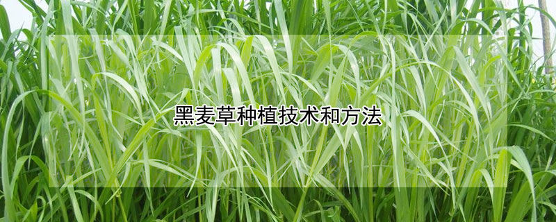 黑麦草种植技术和方法 黑麦草种植技术和方法什么时候割草