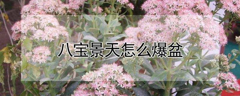 八宝景天怎么爆盆 八宝景天怎么修剪
