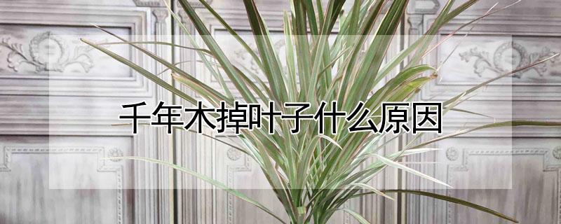 千年木掉叶子什么原因（千年木掉叶子是什么原因）