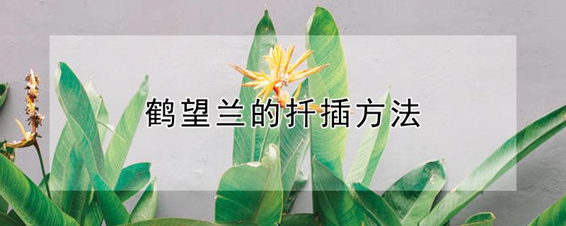 鹤望兰的扦插方法 天堂鸟扦插繁殖方法图