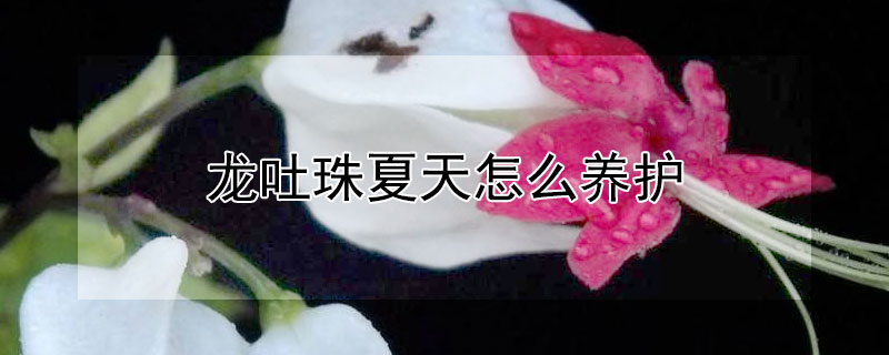 龙吐珠夏天怎么养护（龙吐珠夏天怎么养护好）