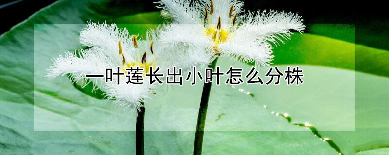 一叶莲长出小叶怎么分株 一叶莲长很多小叶片是分开的