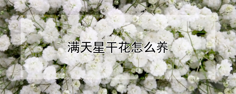 满天星干花怎么养 满天星干花怎么养殖方法