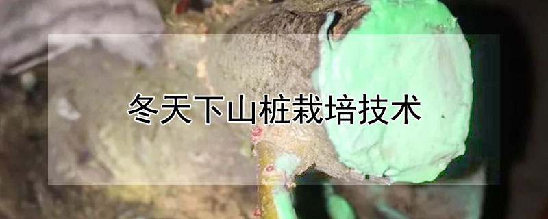 冬天下山桩栽培技术（冬天下山桩怎么栽）