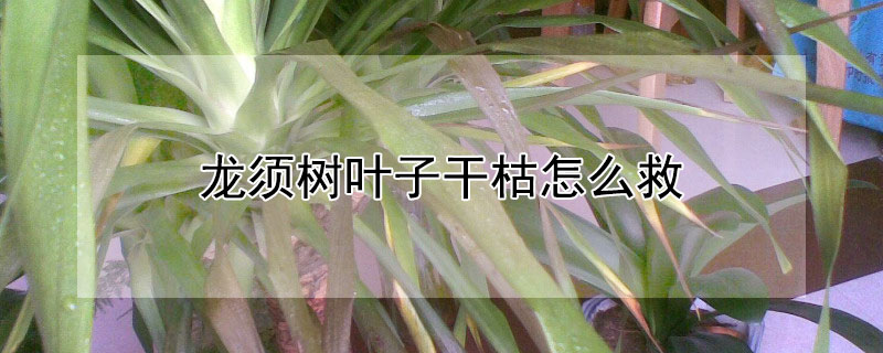 龙须树叶子干枯怎么救（龙须树干叶怎么办）