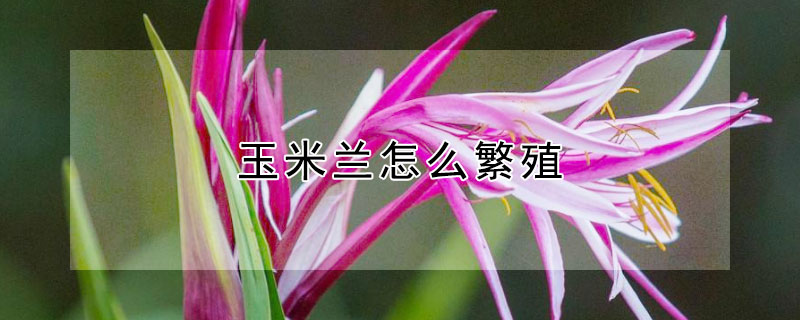 玉米兰怎么繁殖 玉米兰怎么繁殖后代